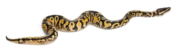 The Lost Python of CVNP